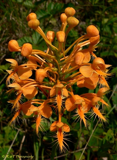 {Platanthera ciliaris}